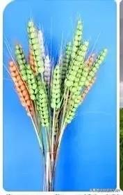 鱼与熊掌：世间难两全，理性取舍方为上策

很多人都希望鱼与熊掌可以一同得到，可从