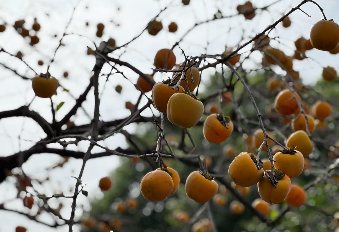 农村现状：柿子熟了无人尝，农村再无少年郎， 村无烟火只剩房，地里长草不出粮。儿时