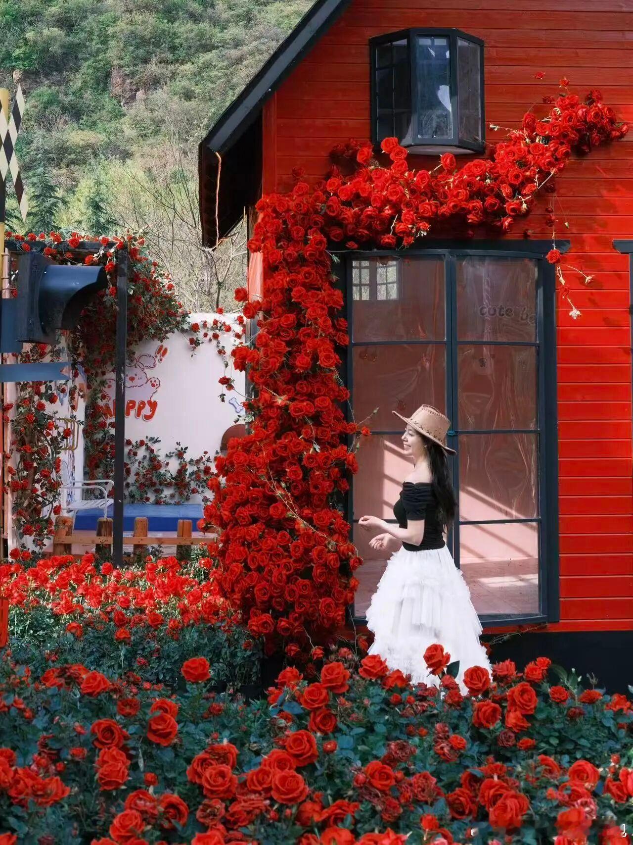 寻美河南 🌸云台山玫瑰小镇，把春天的浪漫全种进了山谷里！玫瑰瀑布倾泻、红木屋藏