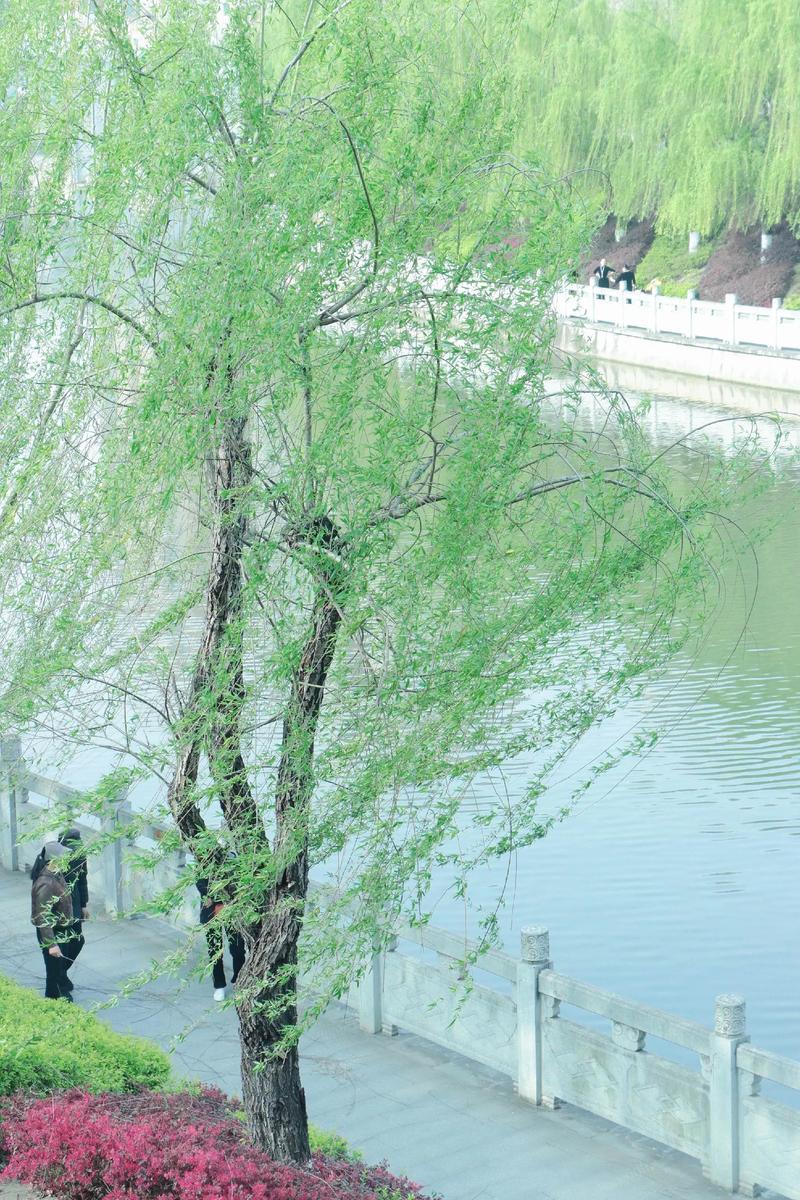 下联：常观柳岸树摇风。

（图片来自网络）