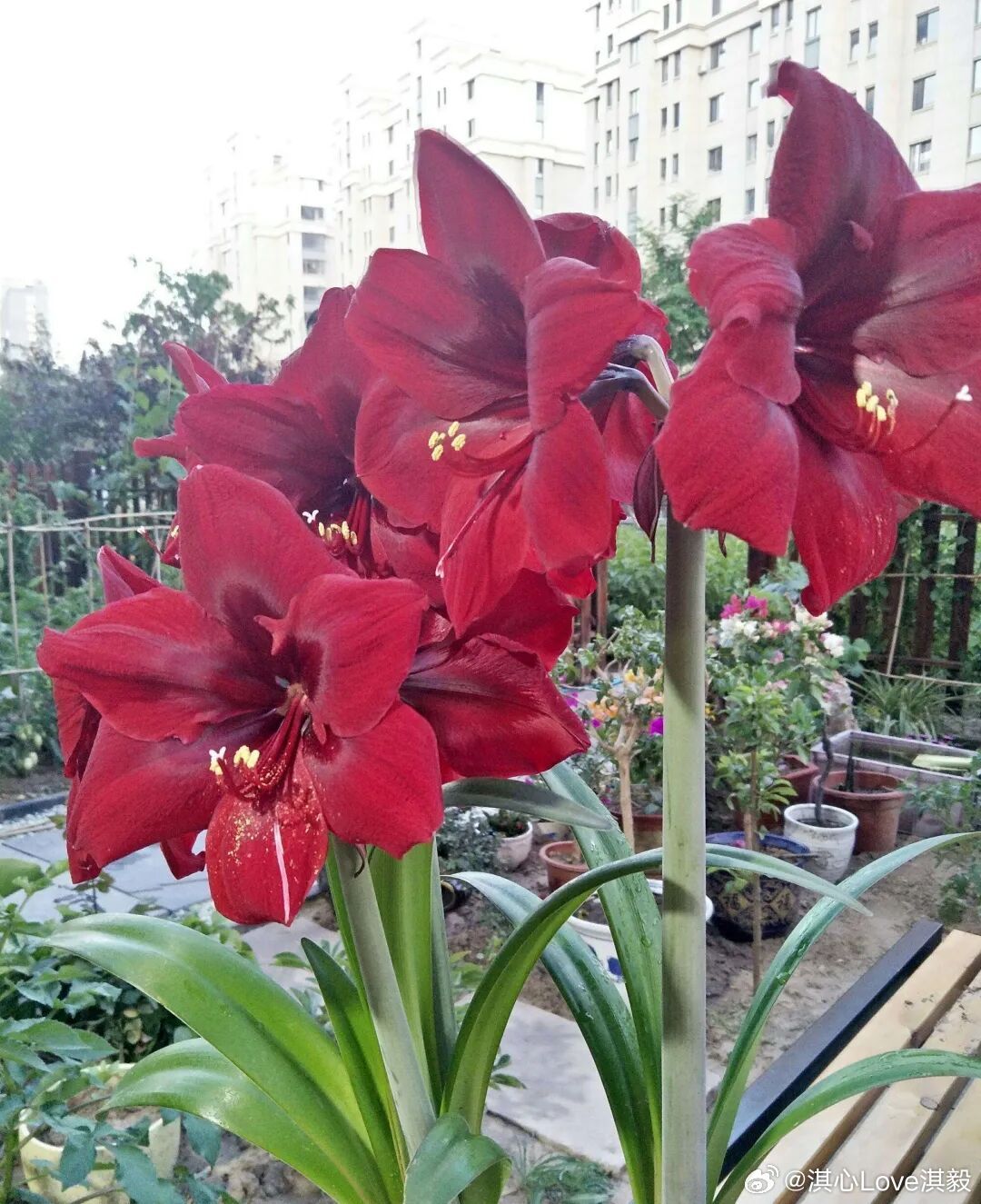 朱顶红种植方法其实朱顶红在平时的话，对水肥的要求不高，所以不需要经常浇水施肥，它
