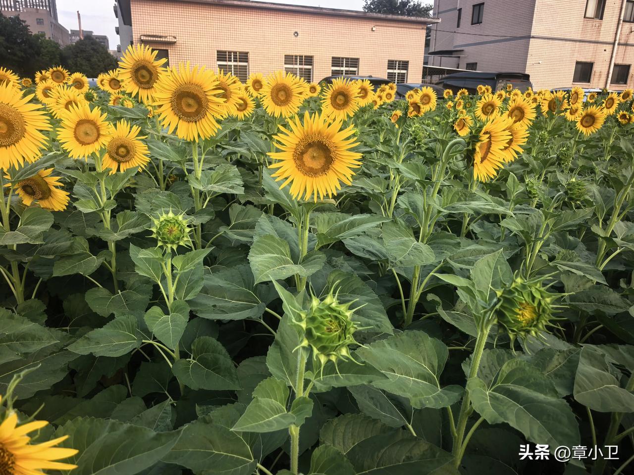 七月所有的遗憾，都是八月惊喜的铺垫盛夏治愈文案