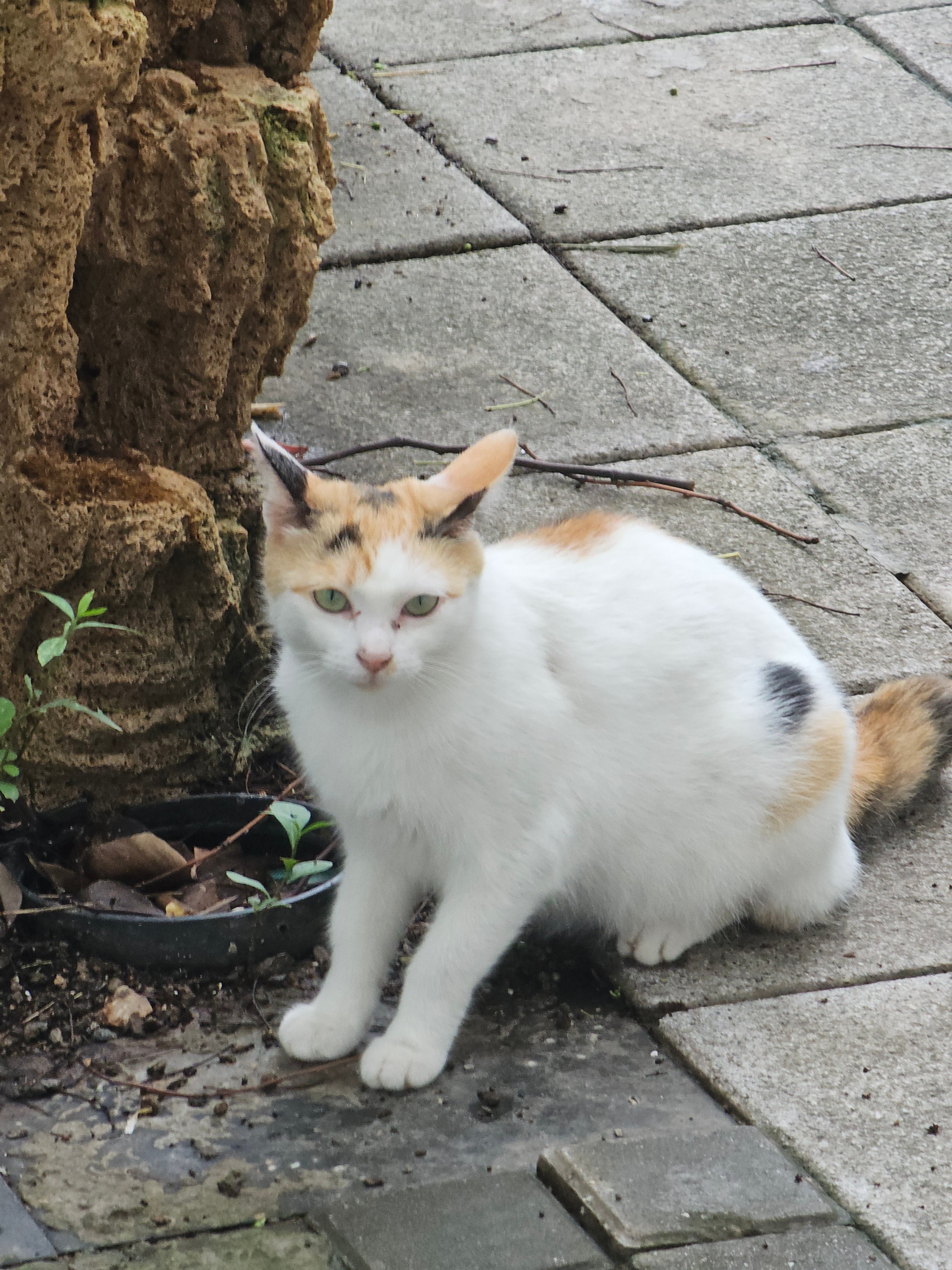 园区小猫猫，绿眼睛太好看啦 