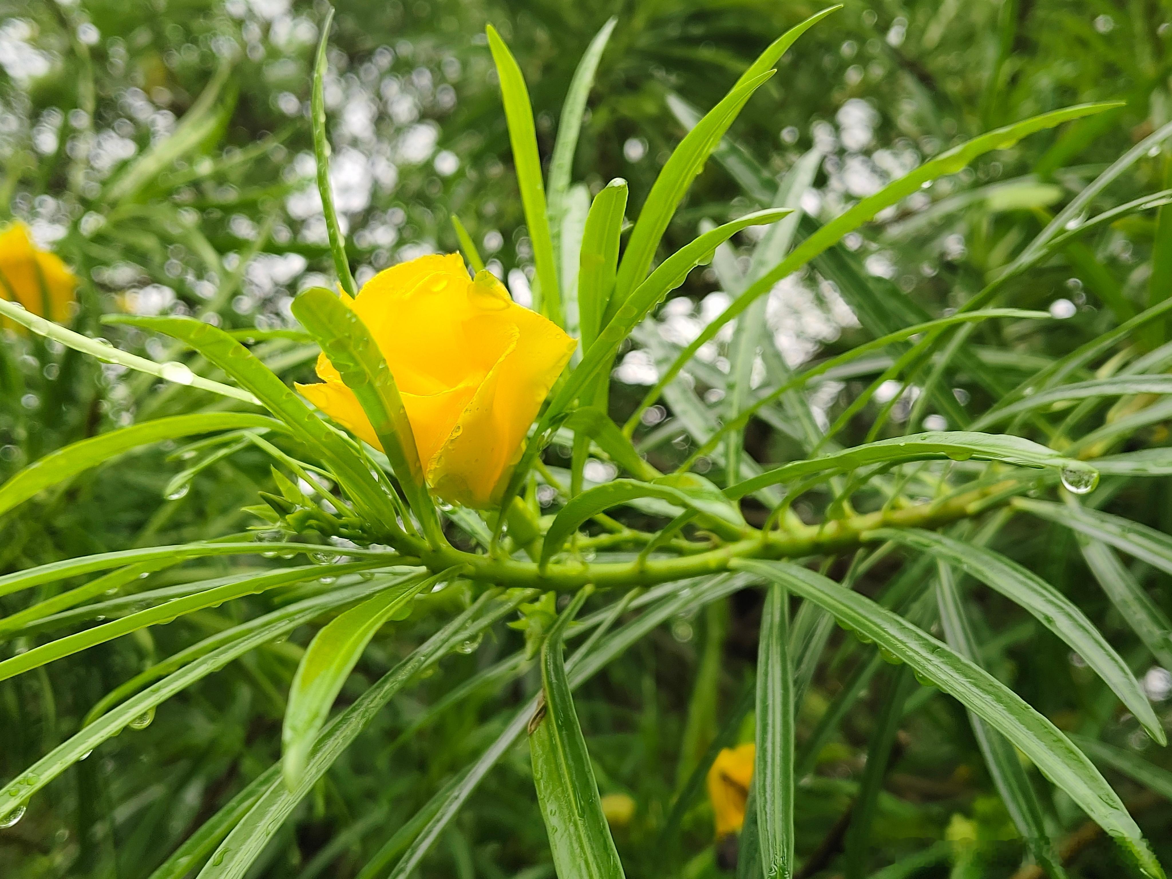 昆明 一直下雨，今年的雨水也太多了吧！ 