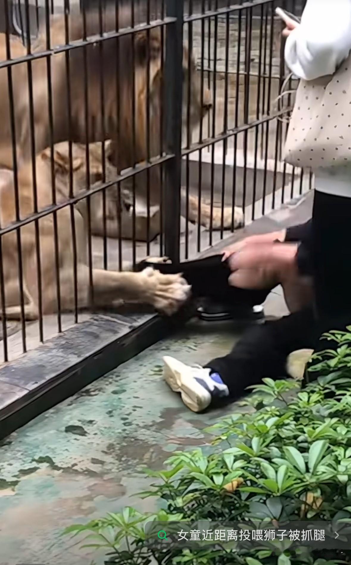 太惊险，汕头一动物园内，10岁女童站在铁笼外喂狮子，结果被笼中的狮子给死死抓住。