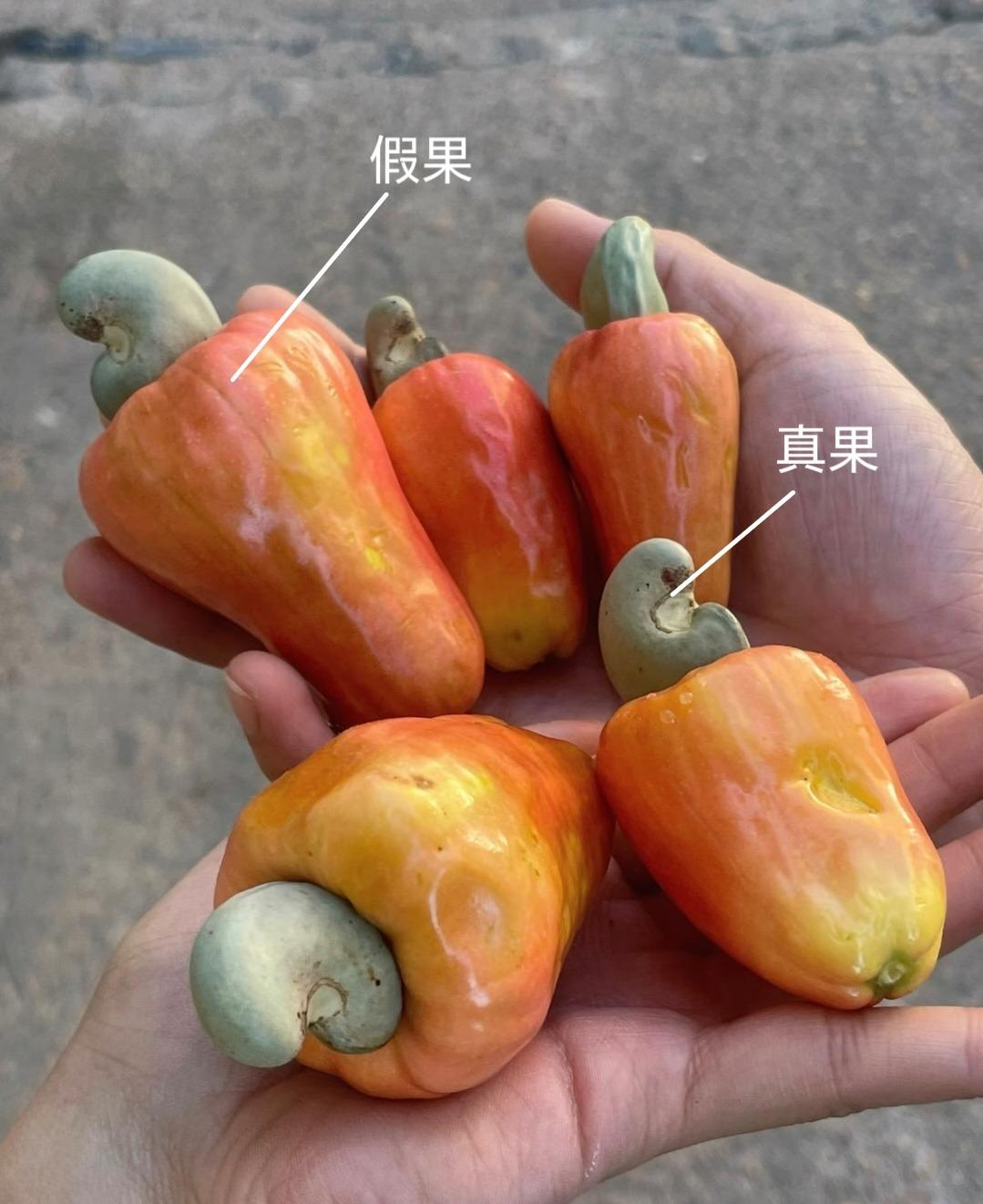 一直以为腰果跟花生一样，种在土里。其实腰果生长于树上的，原产于巴西东北部，现广泛