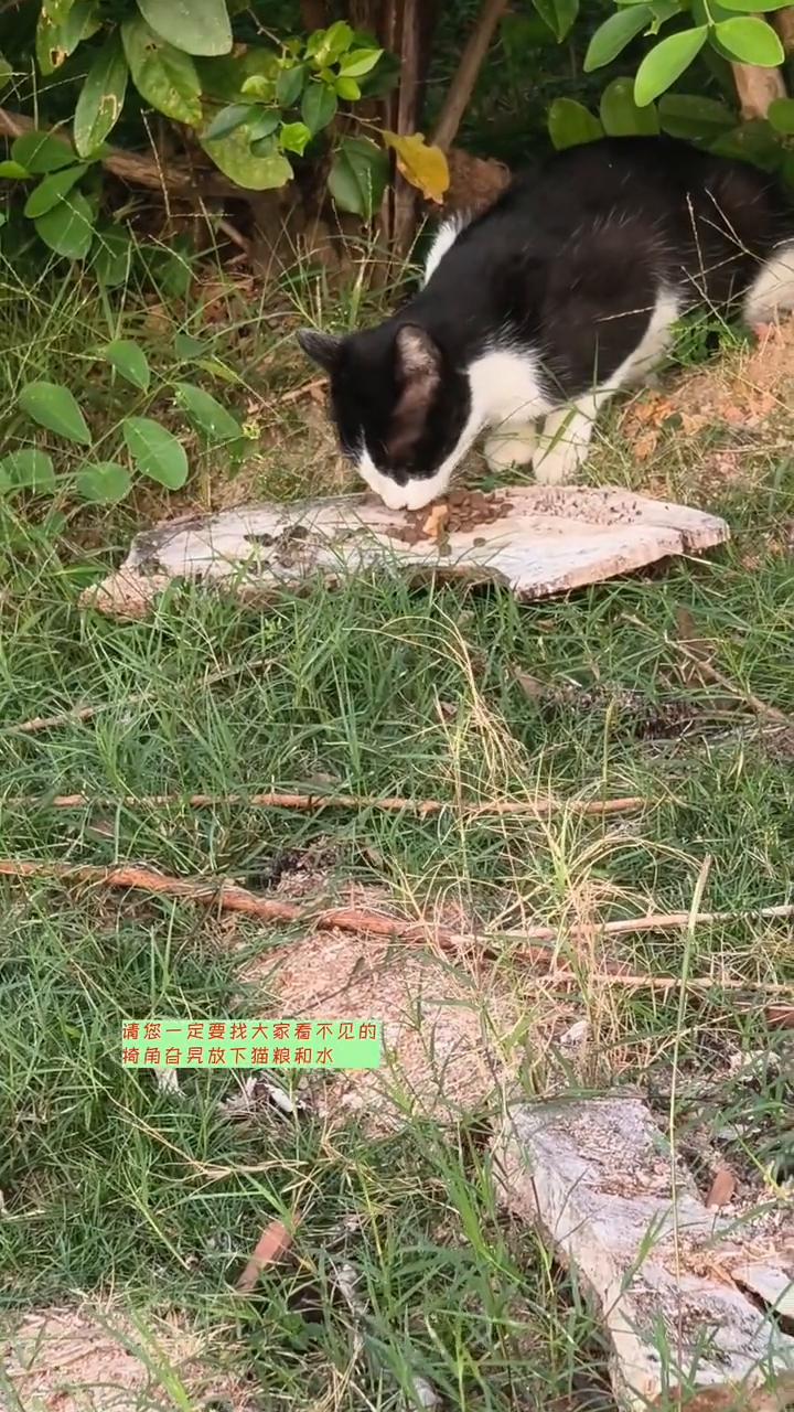 为何喂流浪猫不能大大方方？
喂流浪猫为什么不能大大方方的？喂流浪猫可能会引起别人