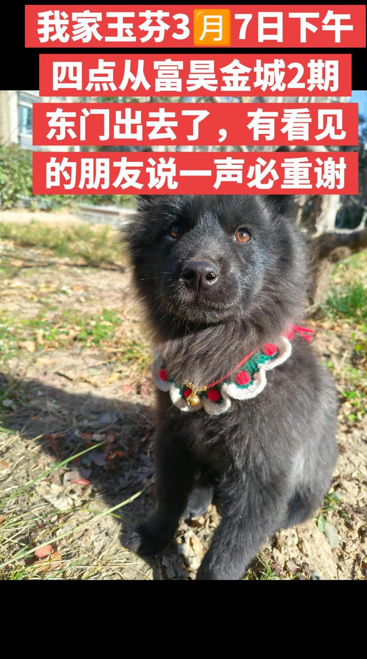 我家玉芬3🈷️7日下午四点从富昊金城2期东门出去了，有看见的朋友说一声，必重谢