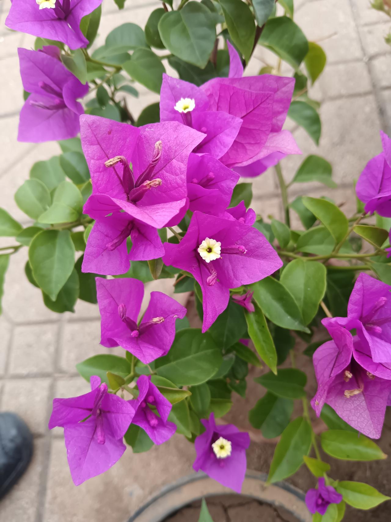 秋日小院，紫果伴紫花，安静又治愈。
 
小院的花盆里藏着两份紫色惊喜。
紫黑的观