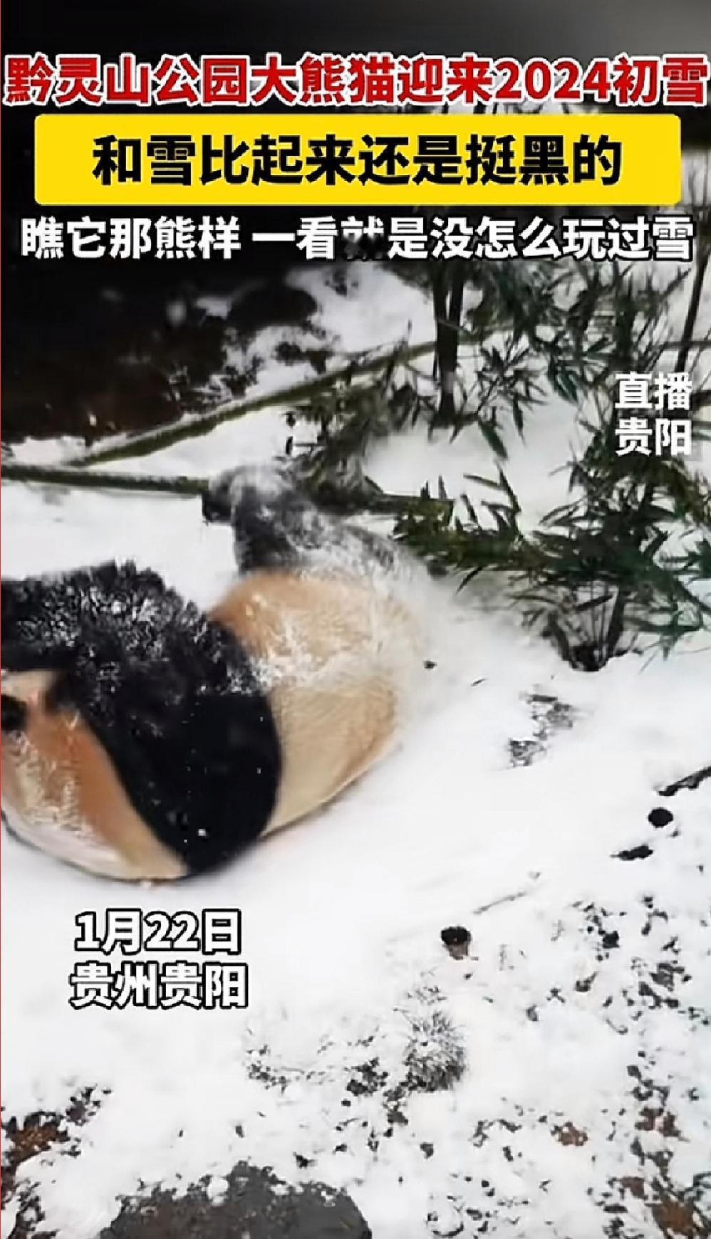 #下雪时大熊猫真的显黑#黔灵山公园大熊猫迎来2024初雪，星宝玩雪玩到停不下来，