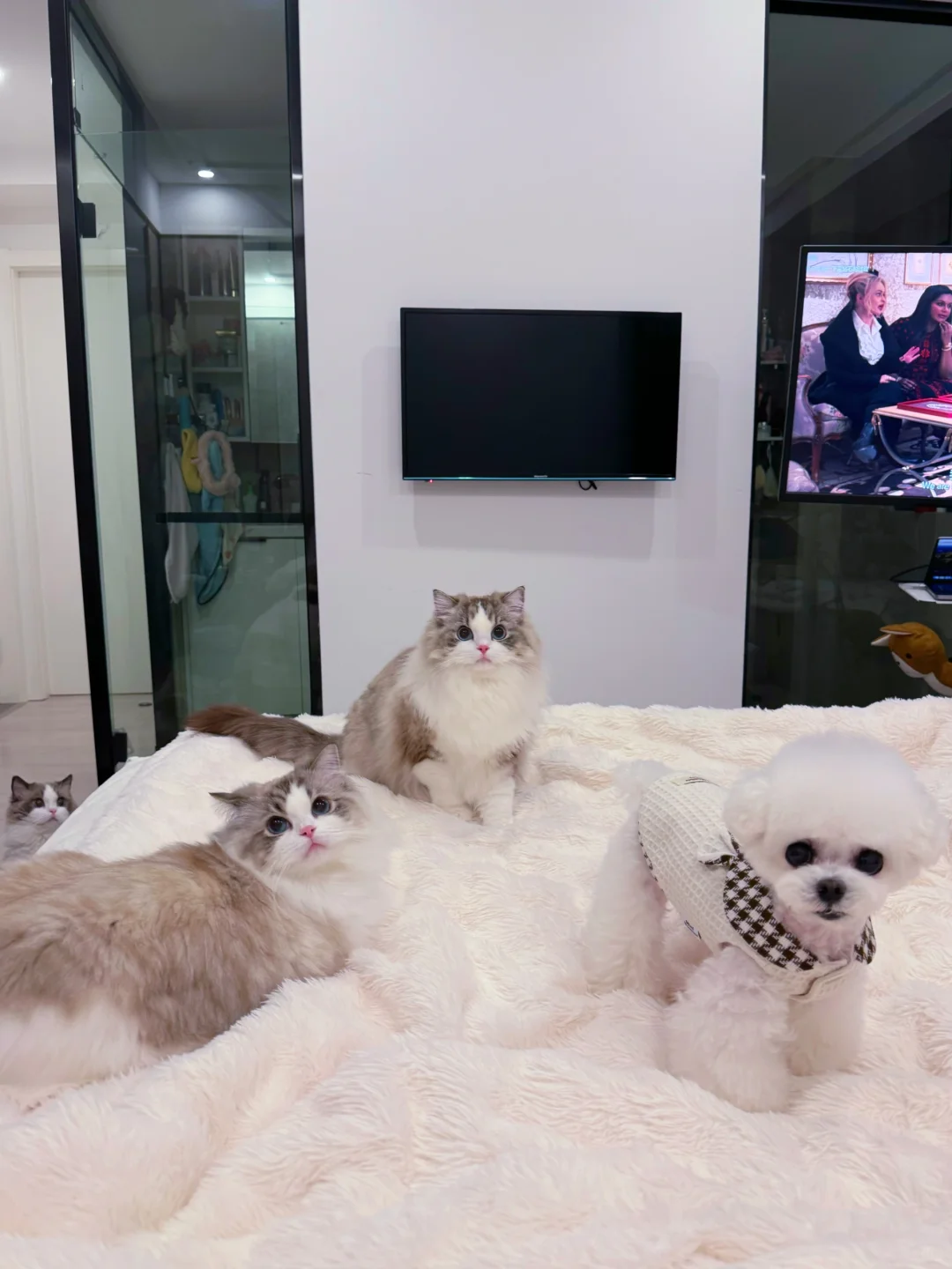KERR布偶猫｜报告姨姨们，我们都洗香香咯