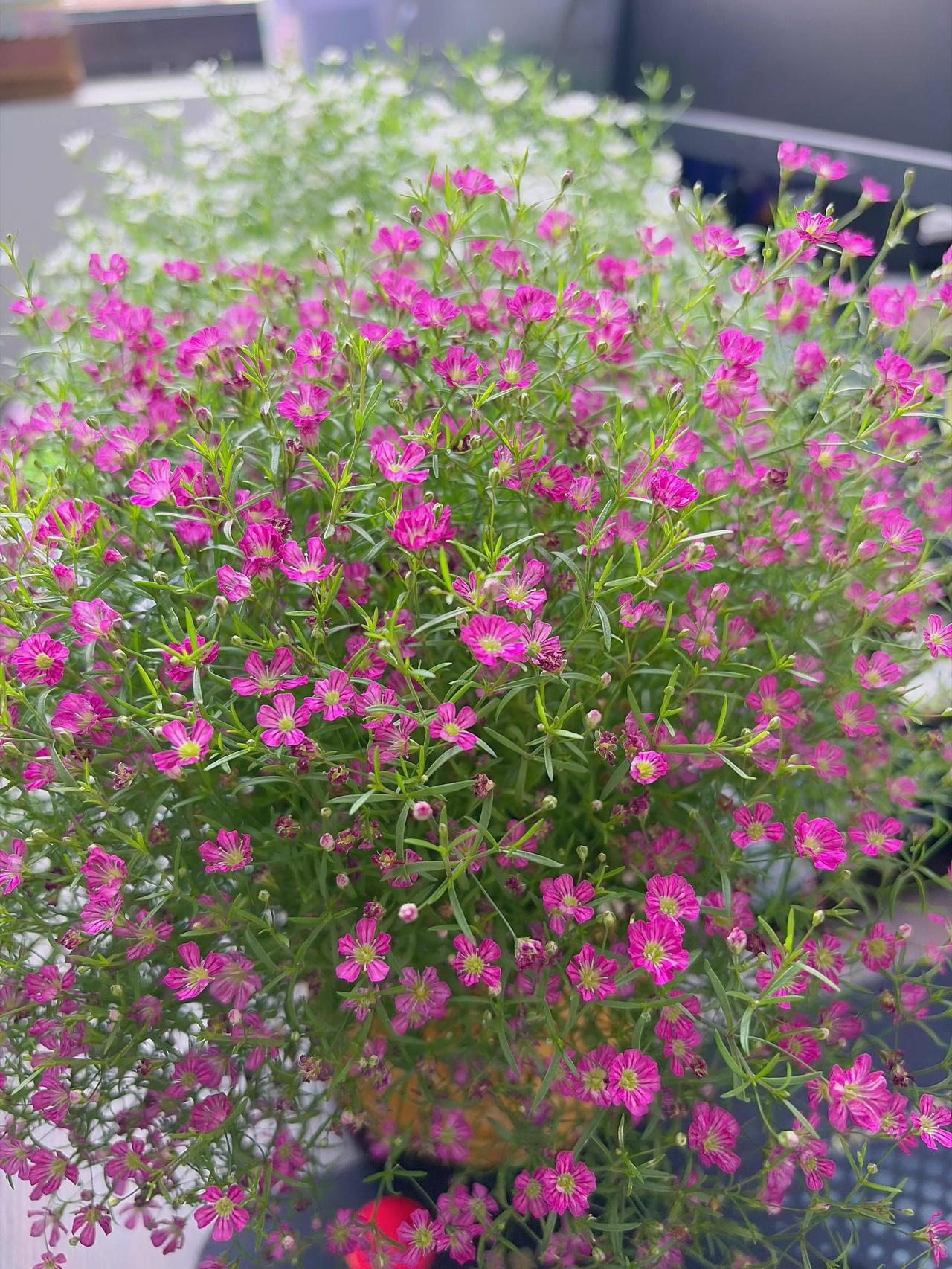 春日短暂，可爱的风景值得被记录，小黄花与小蜜蜂太治愈了。