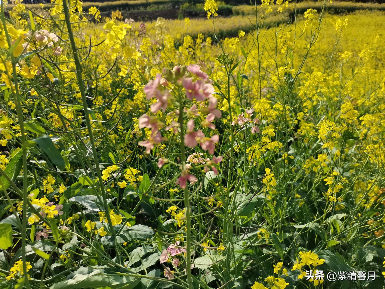本来只是出门溜达，结果撞见这片超美的彩色油菜花海。以前只见过普通的黄色油菜花，这