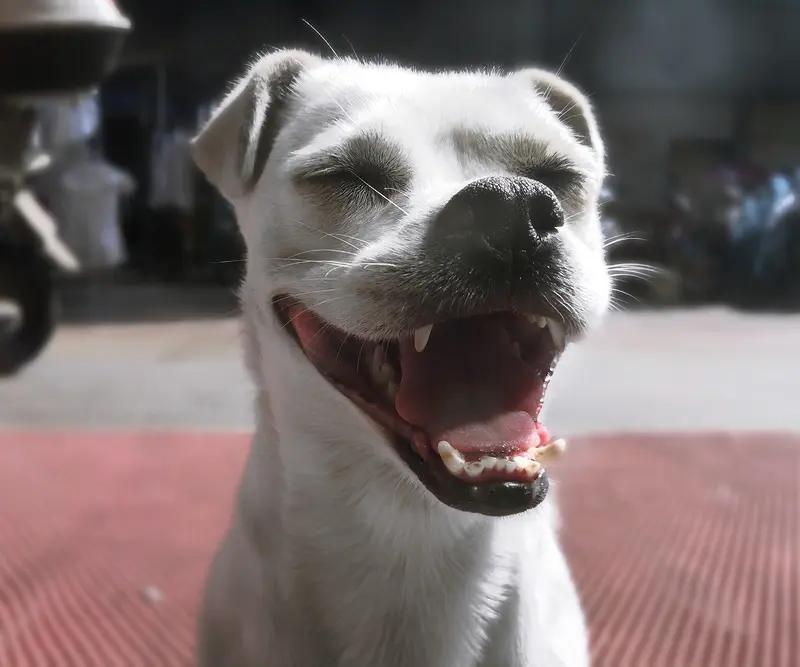 在快节奏生活里，保持快乐心情太重要了。
笑就是免费的“良药”，每天看点搞笑视频、