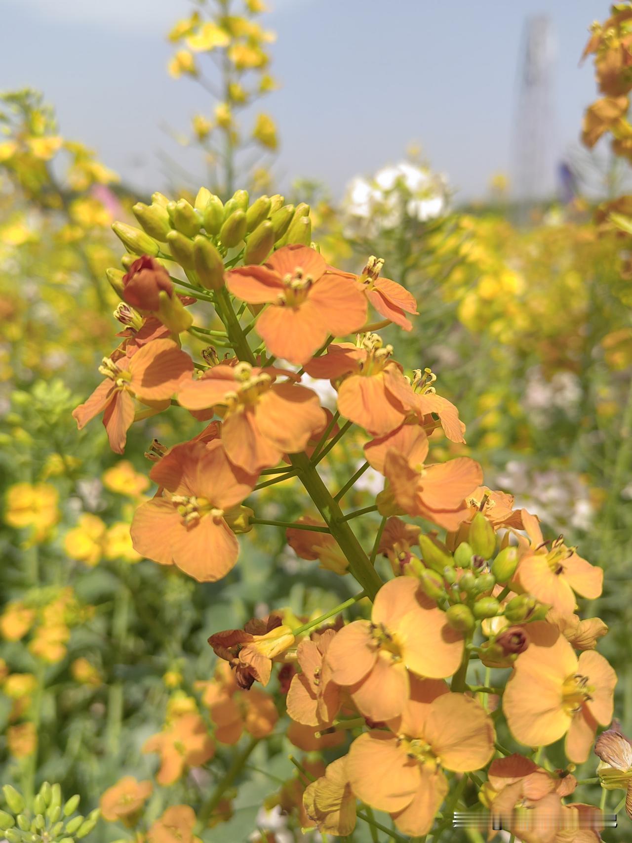 失败的人最大的毛病就是喜欢教育他人
我身边有很多这样的人，我也是这样的人，自家的