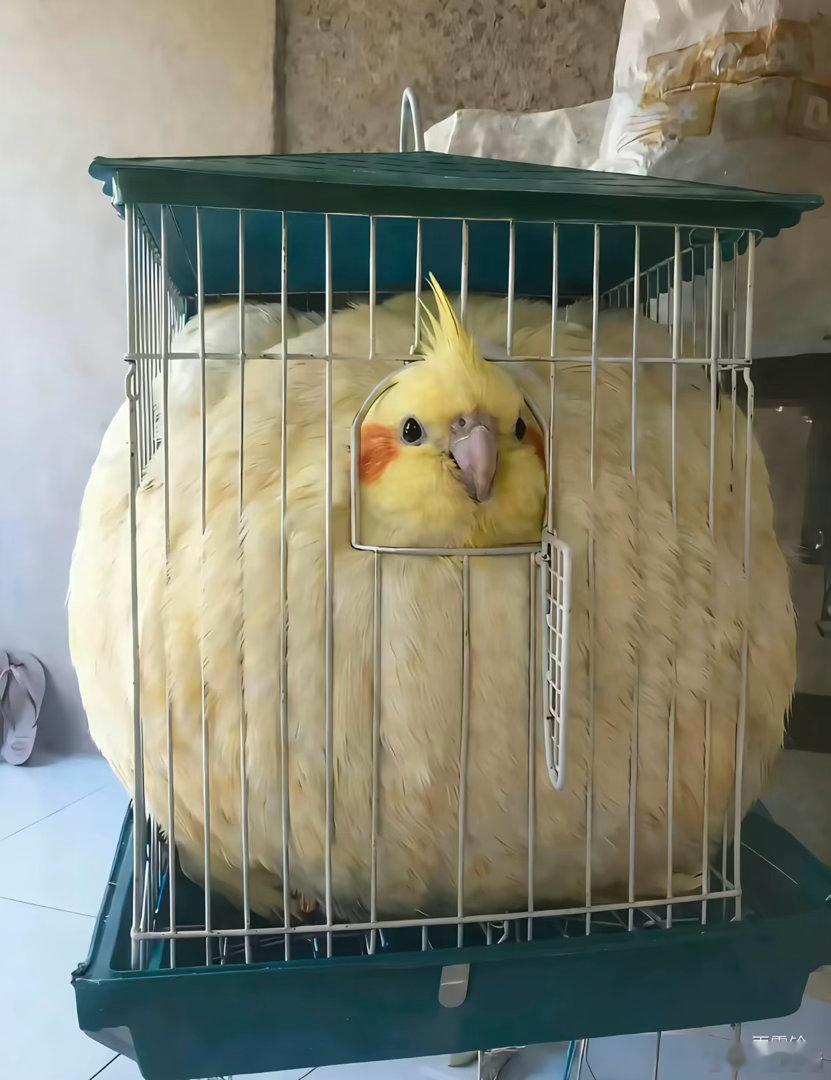 笼中鸟，何时飞 ​​​
