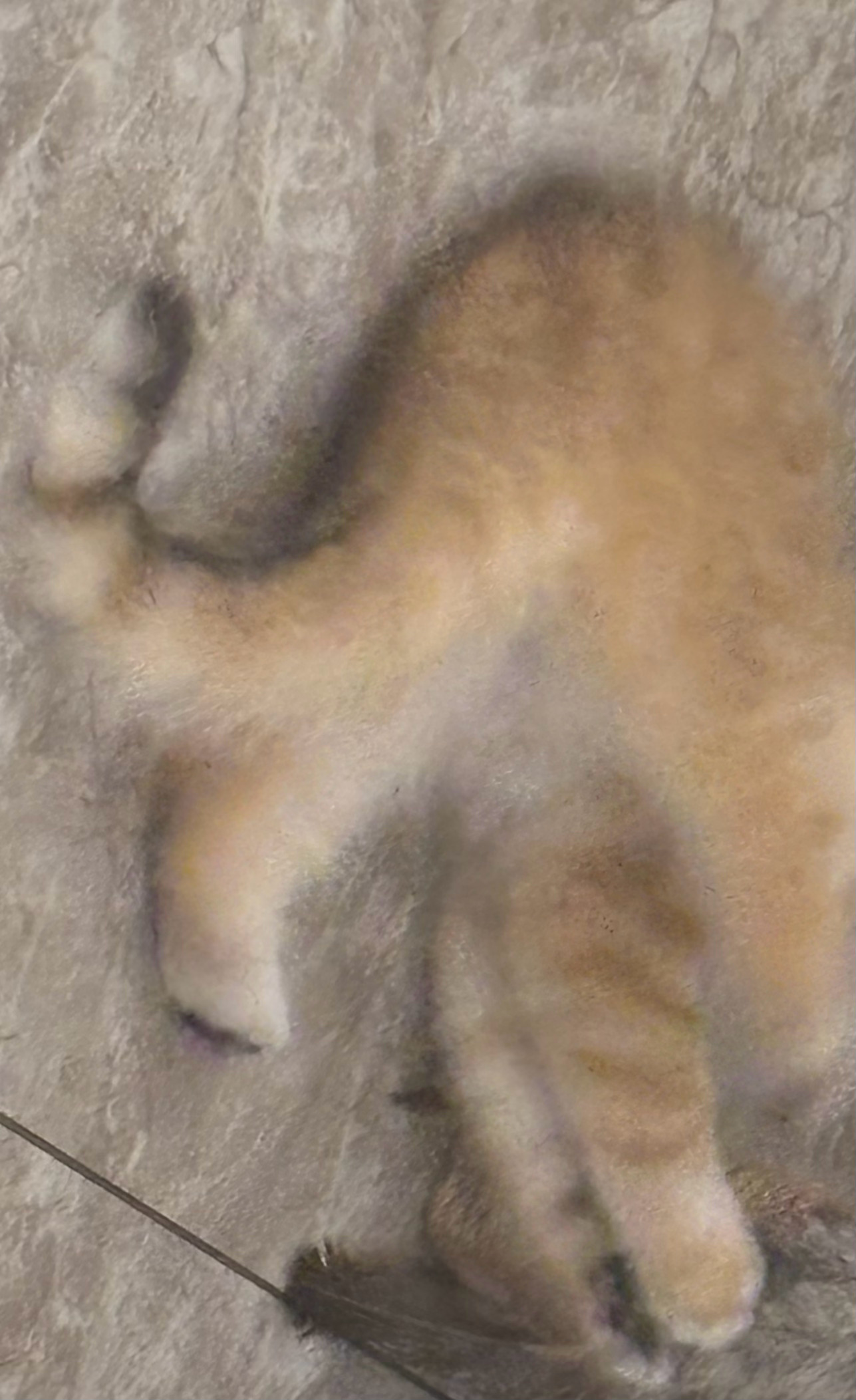 点击查看神秘抖动猫臀 