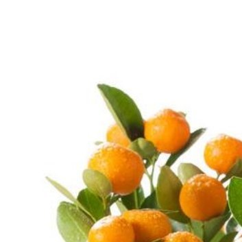 种植 🌲橘子盆栽的种植方法1、橘子的生存环境。橘子喜欢温暖湿润的环境，适合生长