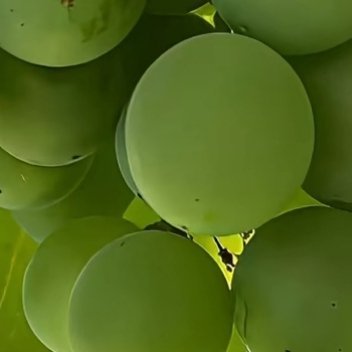 种植 💚微公益 青提的种植方法：一、选地与整地：选择交通便利、向阳、土壤肥沃、
