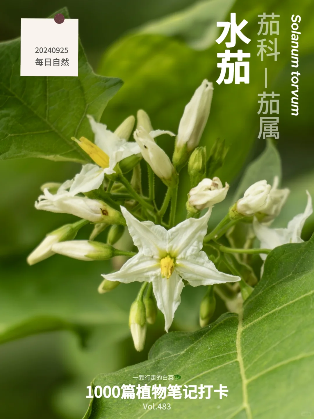 植物笔记483 | 既毒又美的“茄子”你见过吗