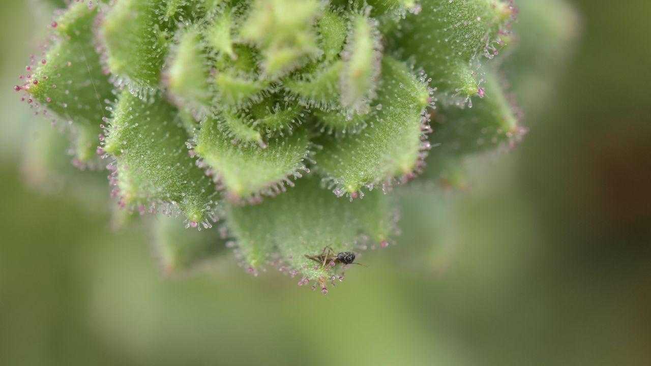 达尔文的假说提供了重要的启发”：科学家借助中国的一种食虫植物，进一步印证了这一已