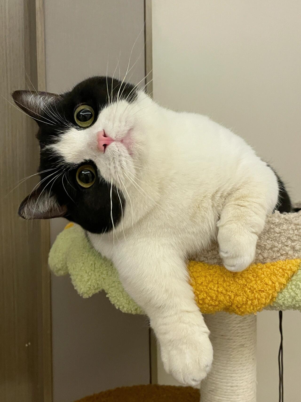 歪头小猫 ​​​
