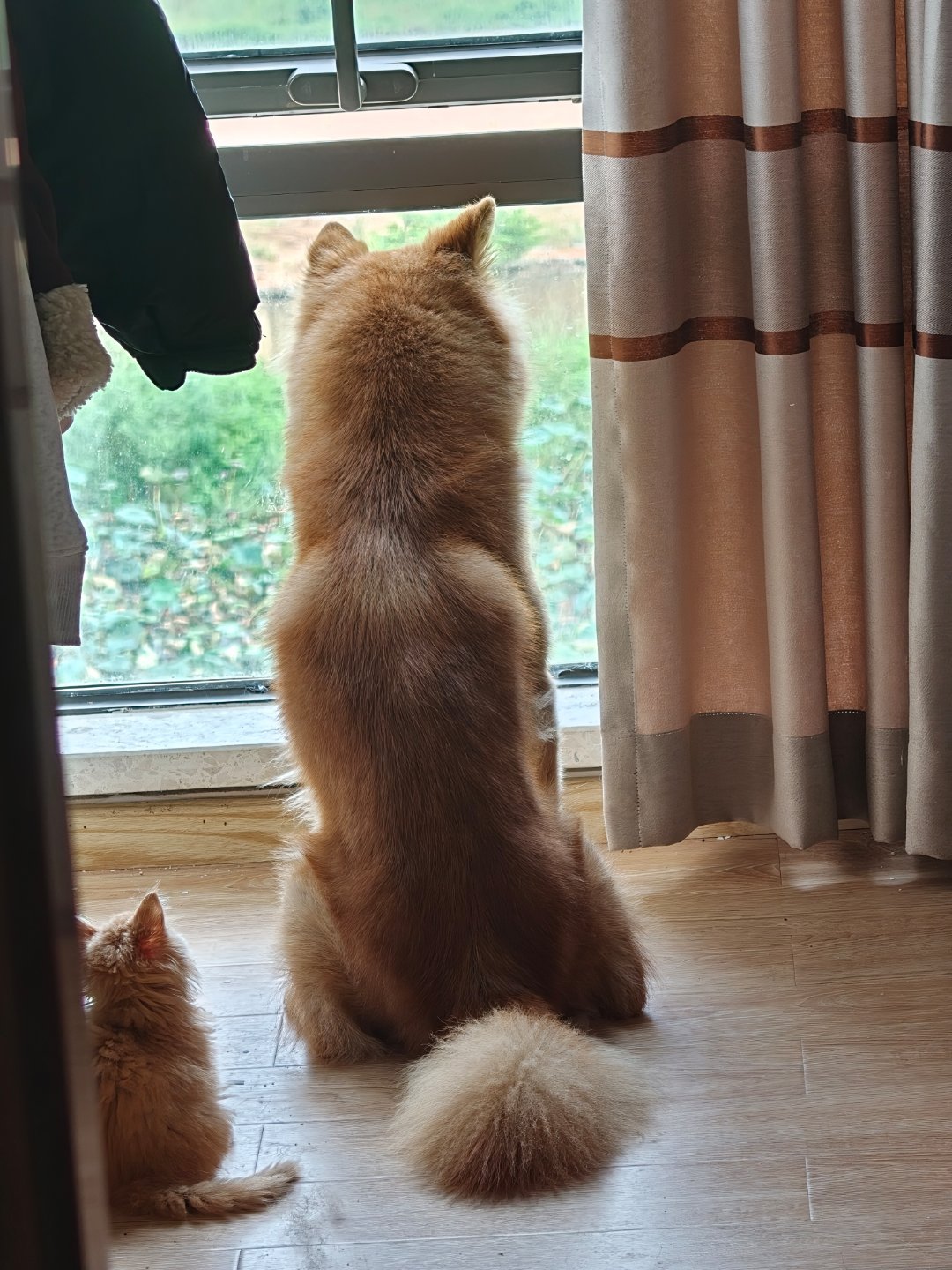 看到这一幕好治愈，都是两个乖宝宝土狗猫猫生活碎片