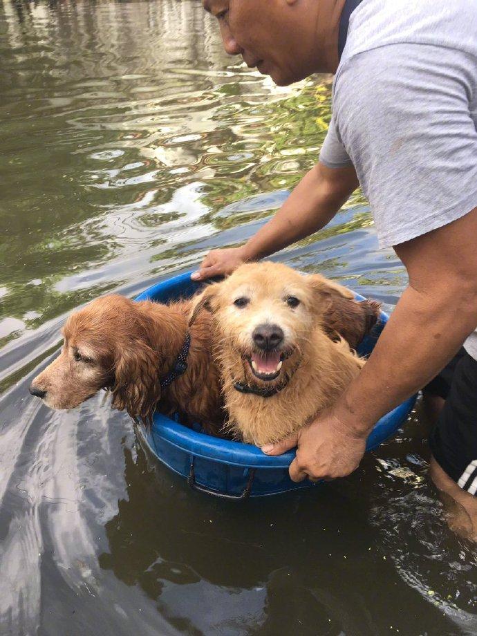洪水中救下的狗狗