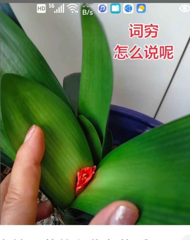 〔欣赏图片〕
图中画面君子兰；
好像花箭没钻出；
专家说了缺养料；
不如快把啤酒