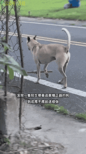 咬起棍子，咬不了你。放下棍子，追不上你