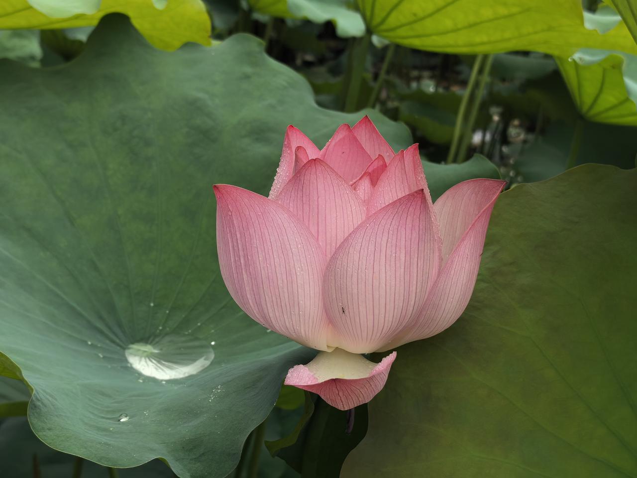 荷花组图（五）