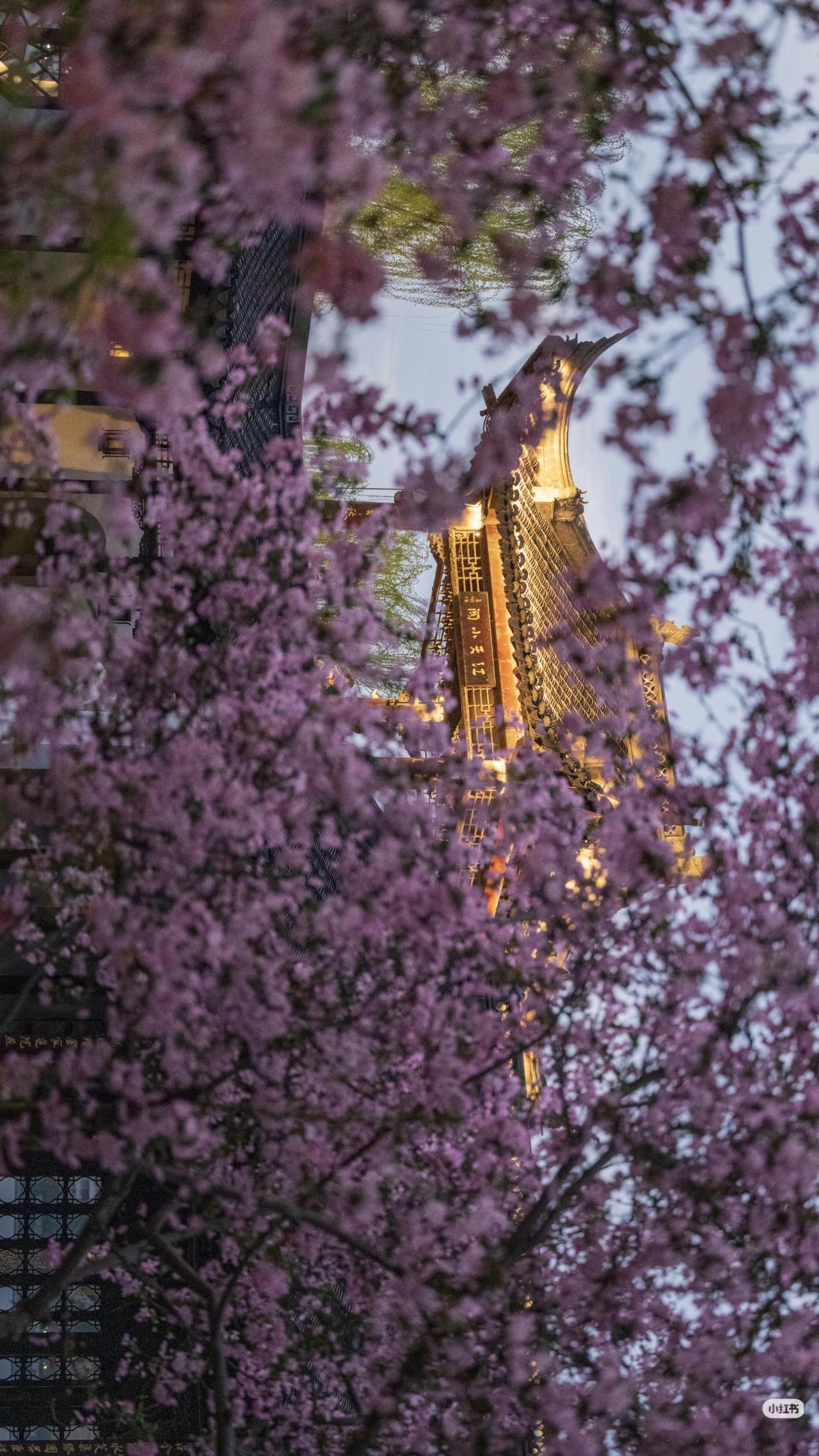 南京莫愁湖！海棠开爆了

盛开的海棠一整排垂下来
像粉色瀑布一样往下倾
风一吹，