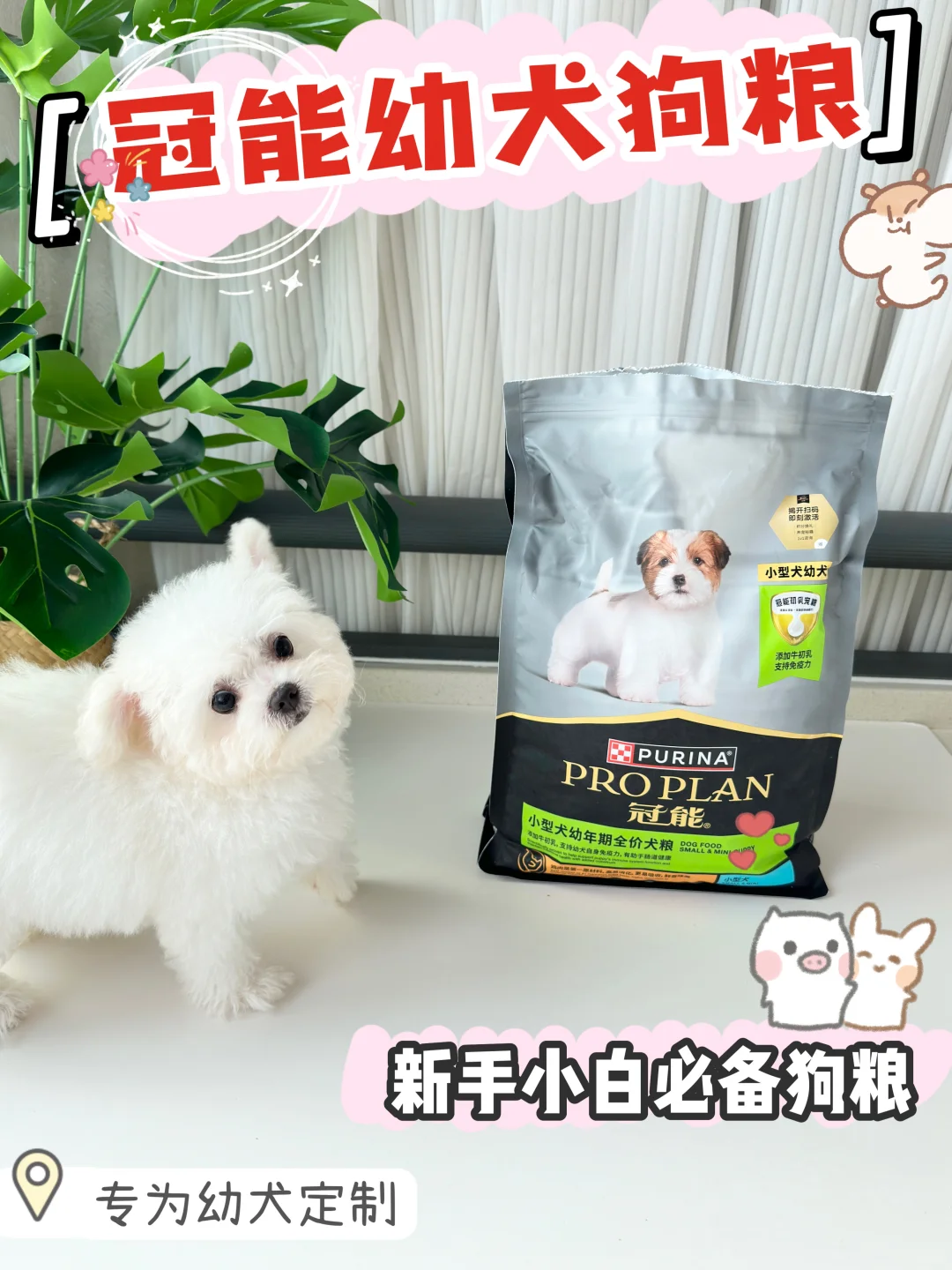 小b熊到家这样养！新手直接变老手