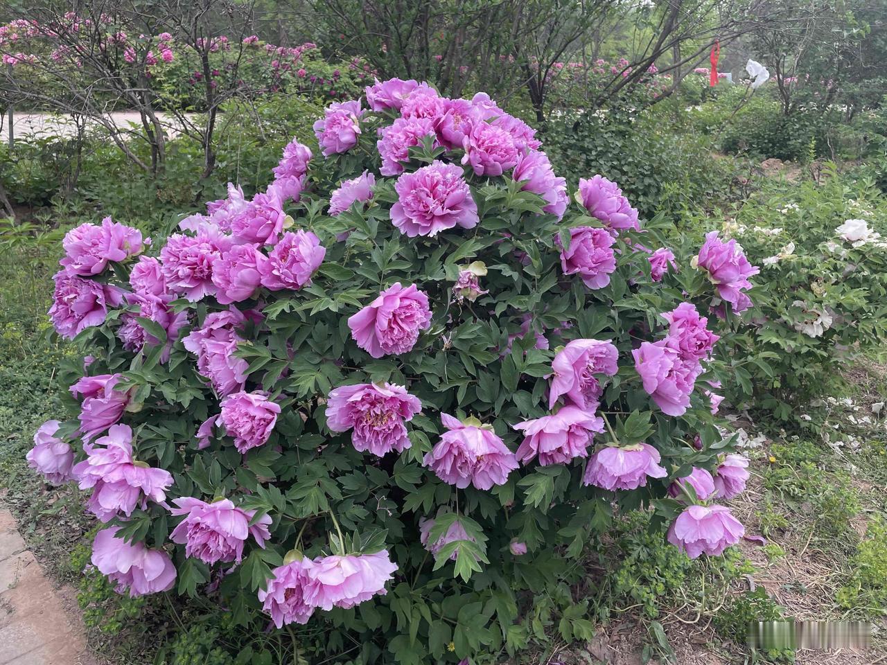 【七绝•荒院无人空秀花】
荒院无人空秀花，枝头雀鸟叫喳喳。
春风自扫浮尘去，又让