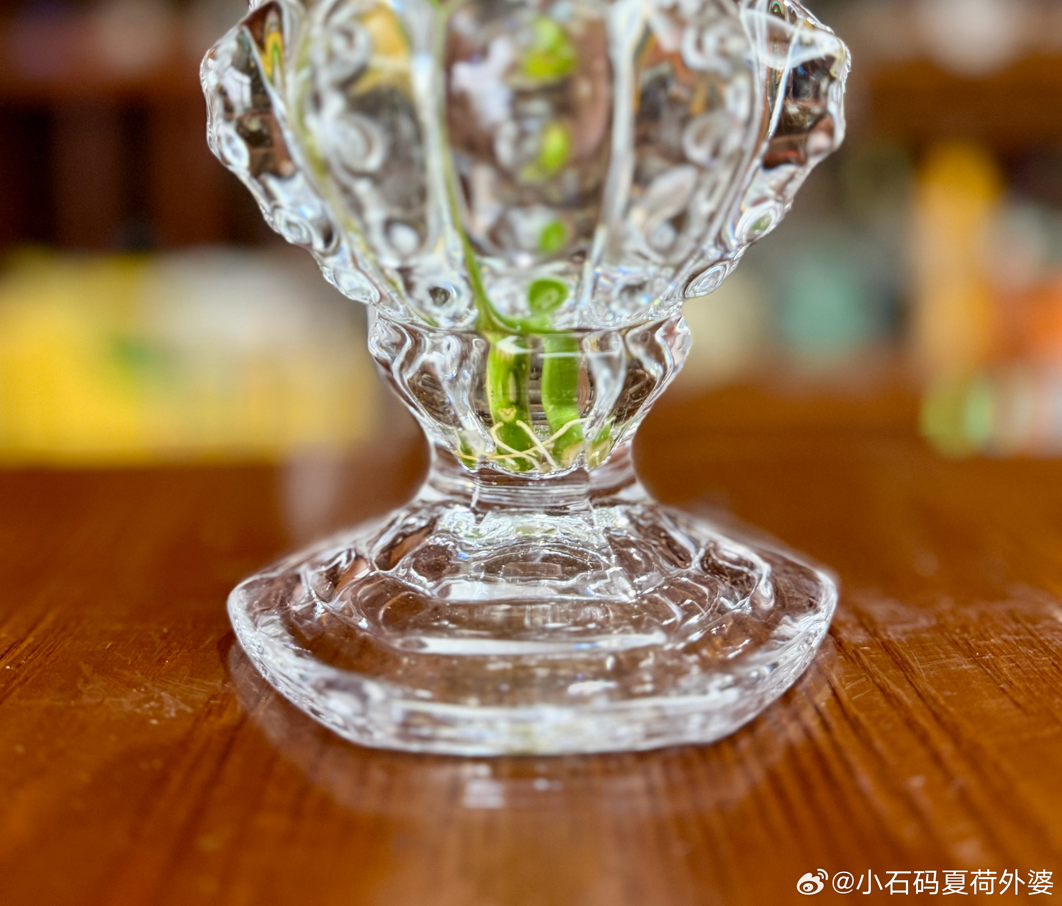 水培水培佛手柑生根变黄 