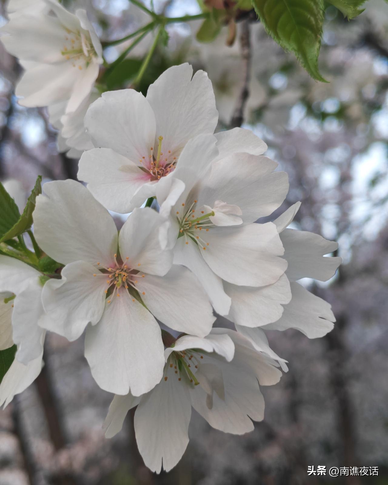 分享一张你相册的拍的花这个是东京樱花，但我没去过东京，只是这个花的名字而已。东京