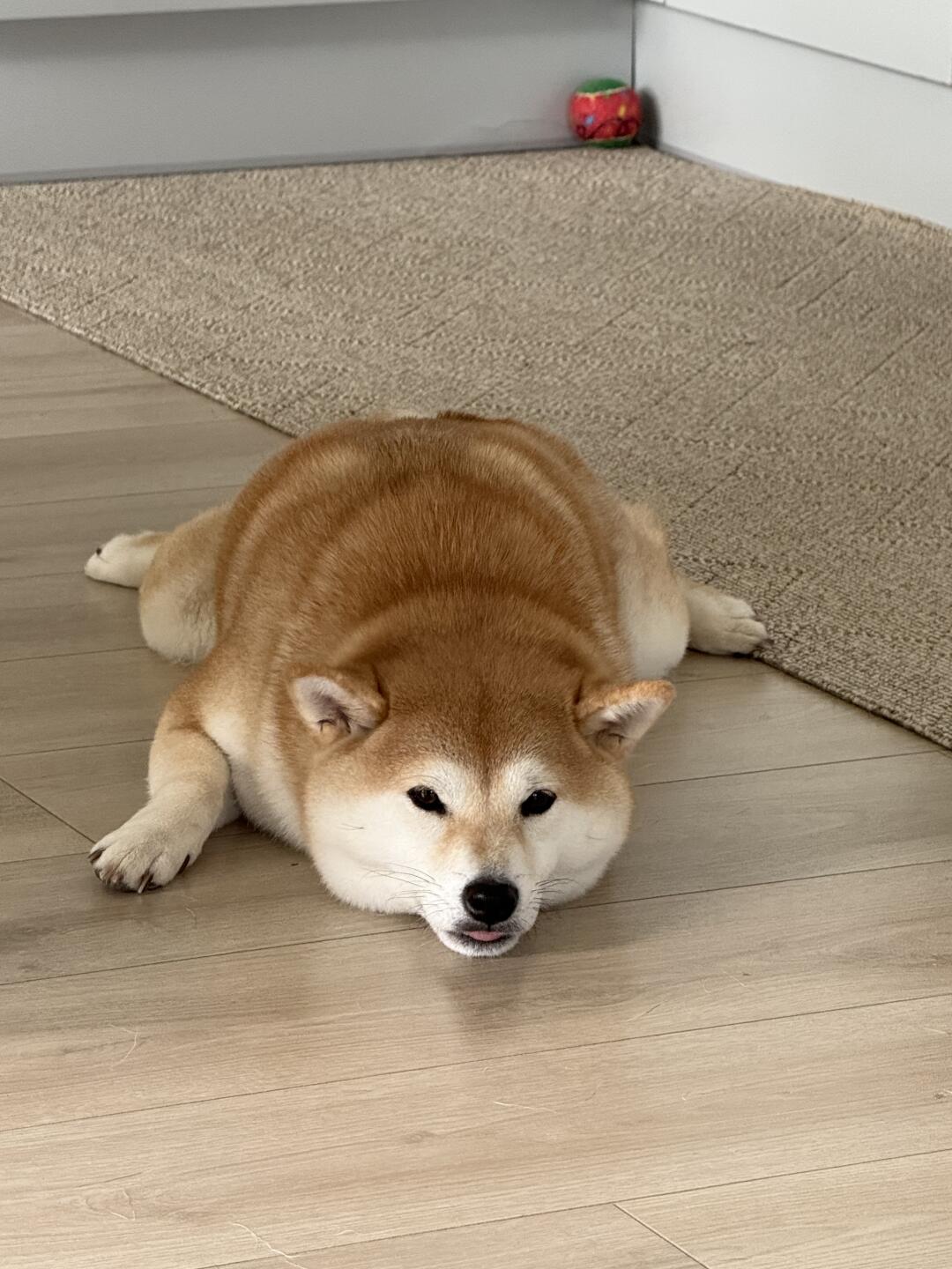 🐊还是🐸