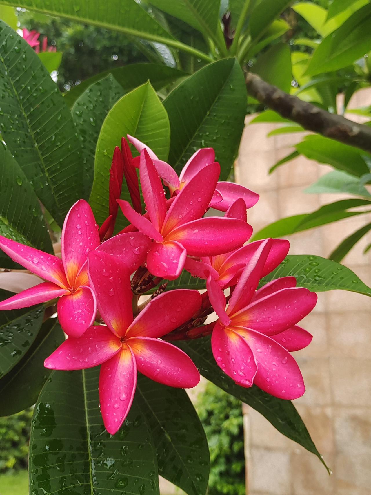 雨中红鸡蛋花
 
翠叶凝珠映浅霞，红妆五瓣绽清嘉。
花心浅晕鹅黄暖，雨里风前自绽