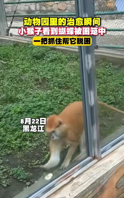 破防！黑龙江，一女子带孩子逛动物园，孩子拿着手机到处拍，无意间录下了一段画面，一
