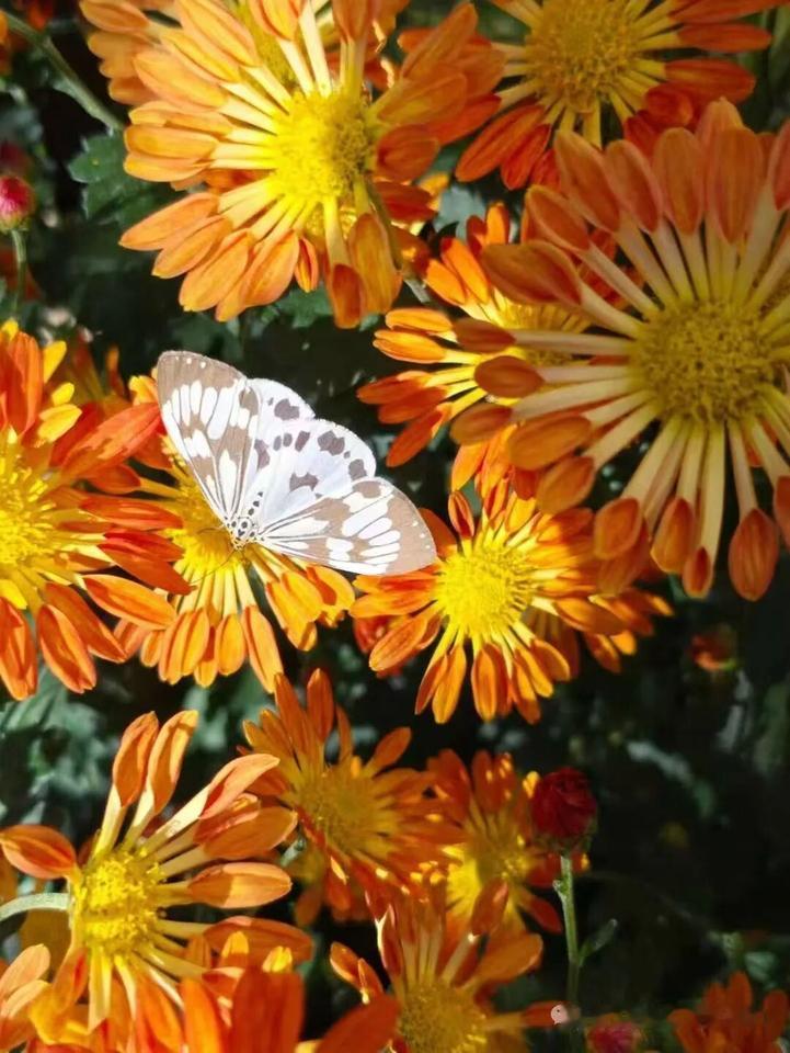 清江引·咏菊
赤英金粟晴空映，
玉蝶寻香径。
承露千枝霞，
临风孤影静。
闲赏菊