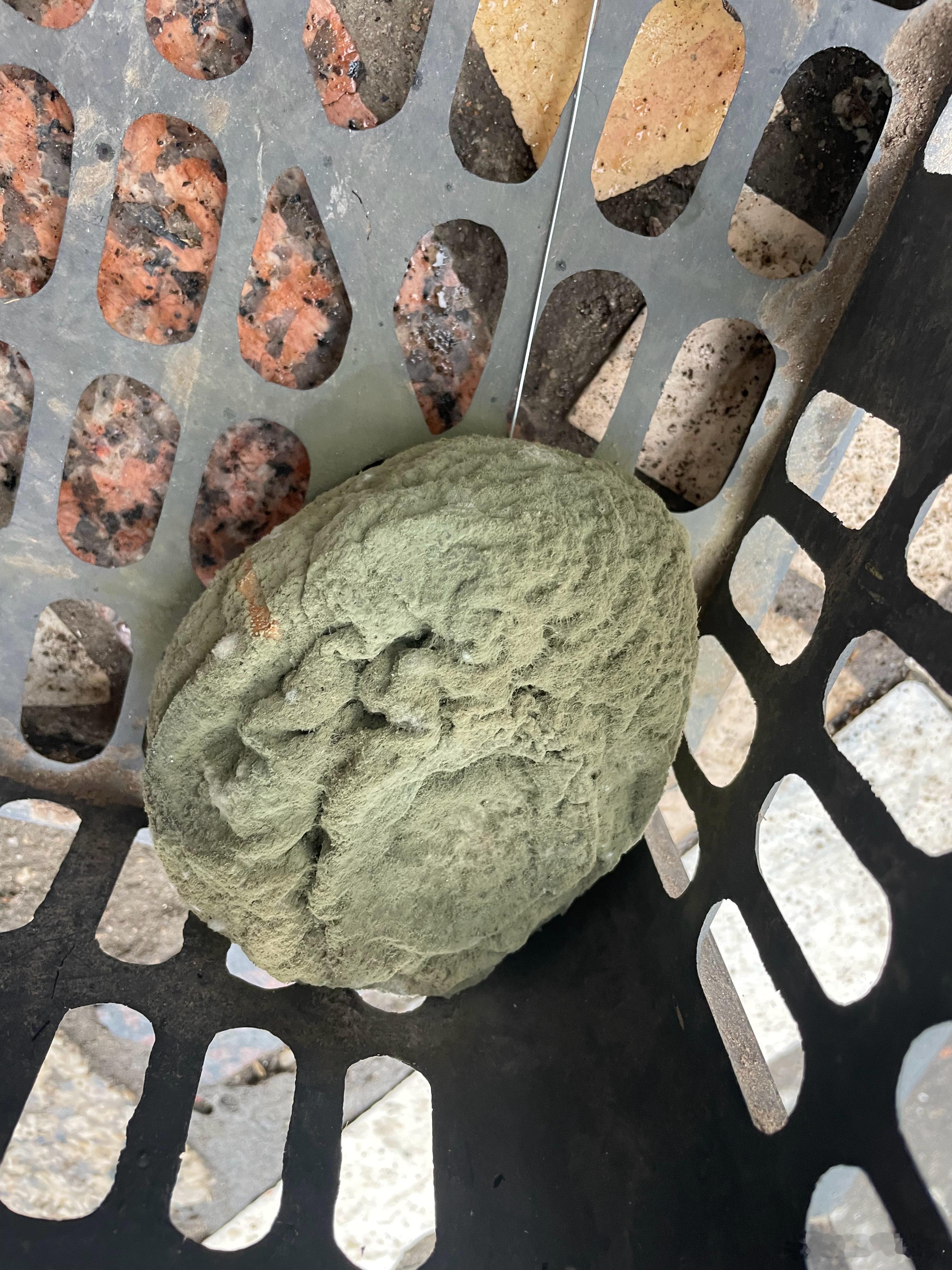 春晚段子大考春晚大赏朋友们这个是青霉菌吗 