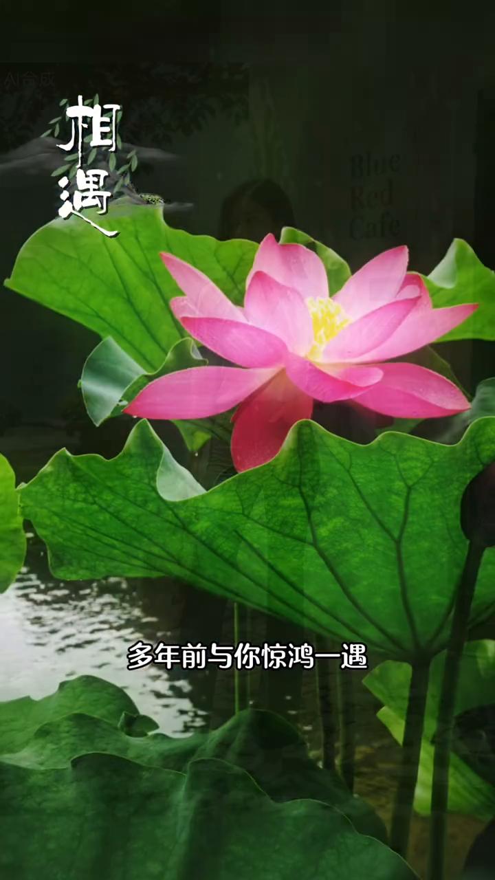 相遇。
多年前与你惊鸿一遇，逐梦的年华从此缀满星光也酒落诗意。多年后后人常年轻，