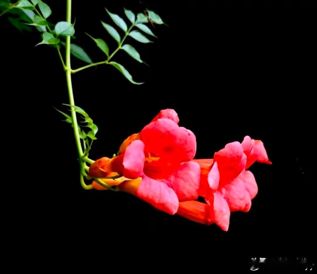 早安 凌霄向阳，步步生光。橙红吹喇叭，热烈赴盛夏。一朝花开，半生向阳；一份敬意，
