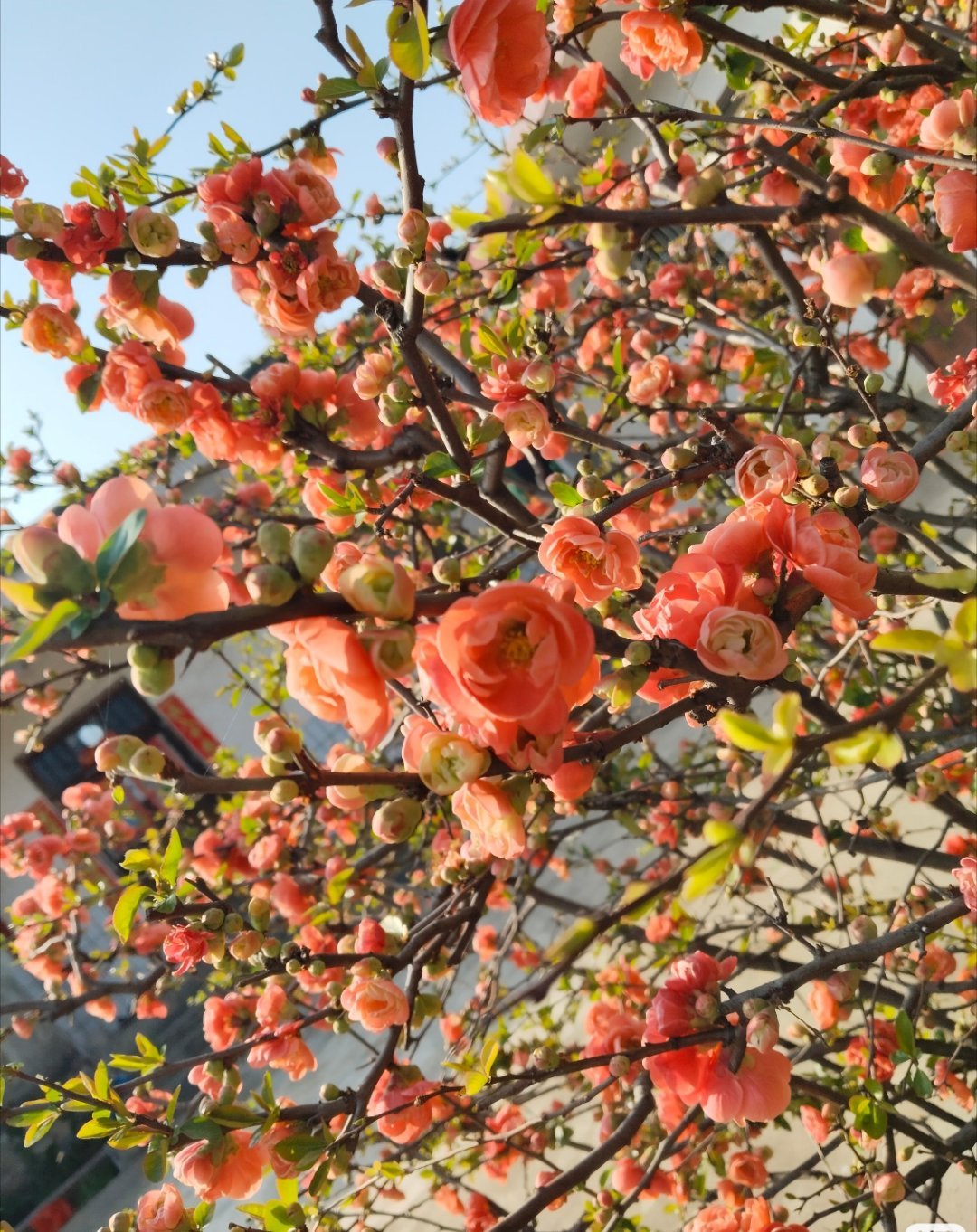 春天真的是一个太美好的季节春天风都是温柔的，走在路上整个人都舒服。不用裹厚厚的衣