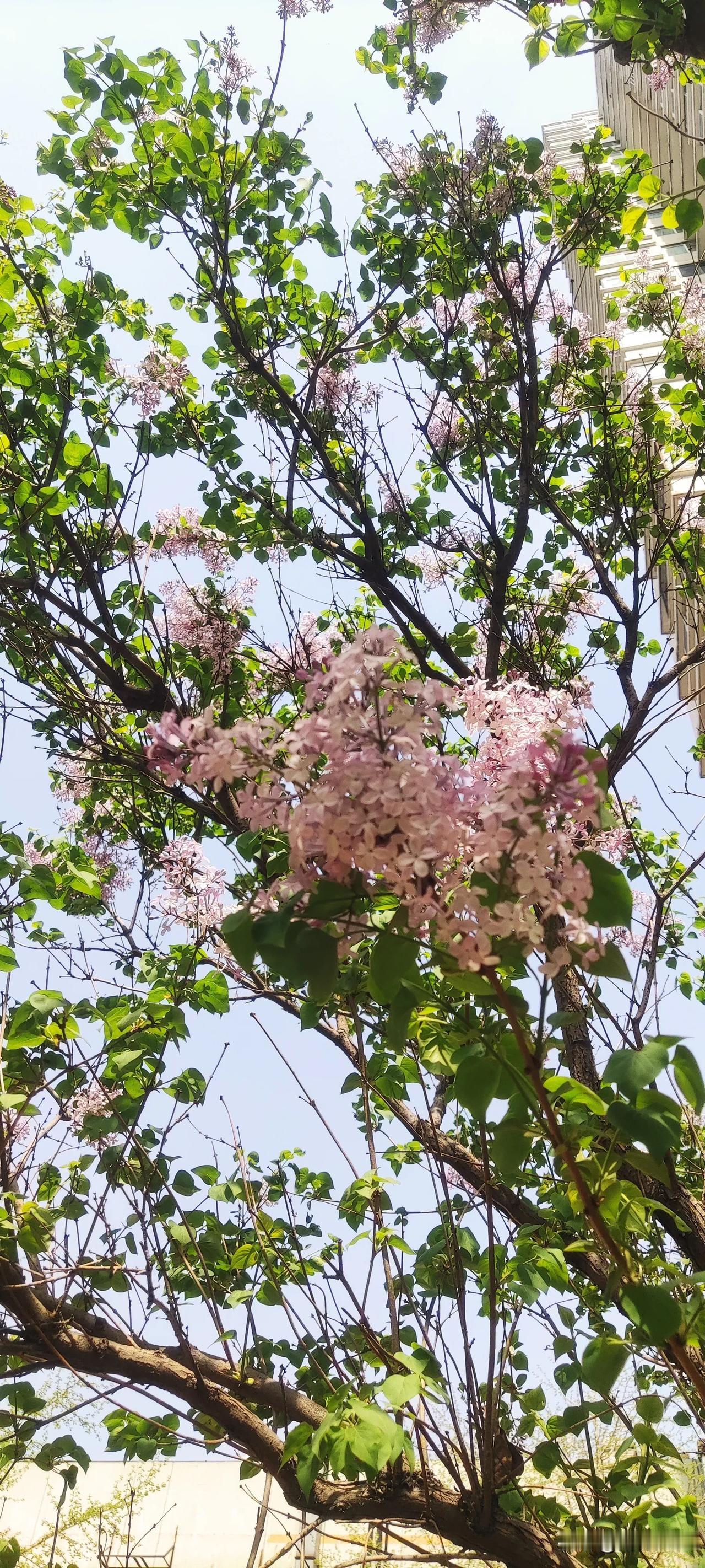 晒图笔记大赛春日花香