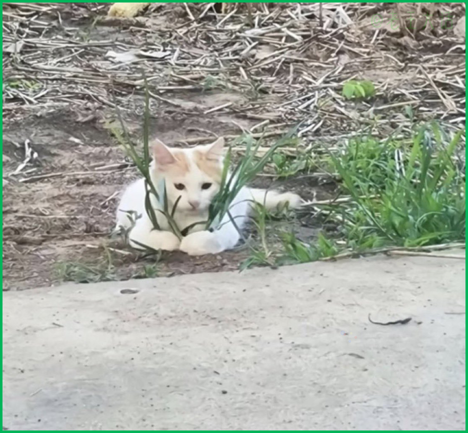 握草(字面意思)