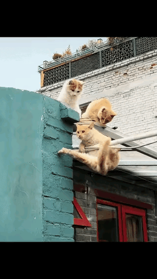 猫咪的帅气执念，真的又认真又好笑！
 
这只橘猫本来打算在小伙伴面前好好装一波酷