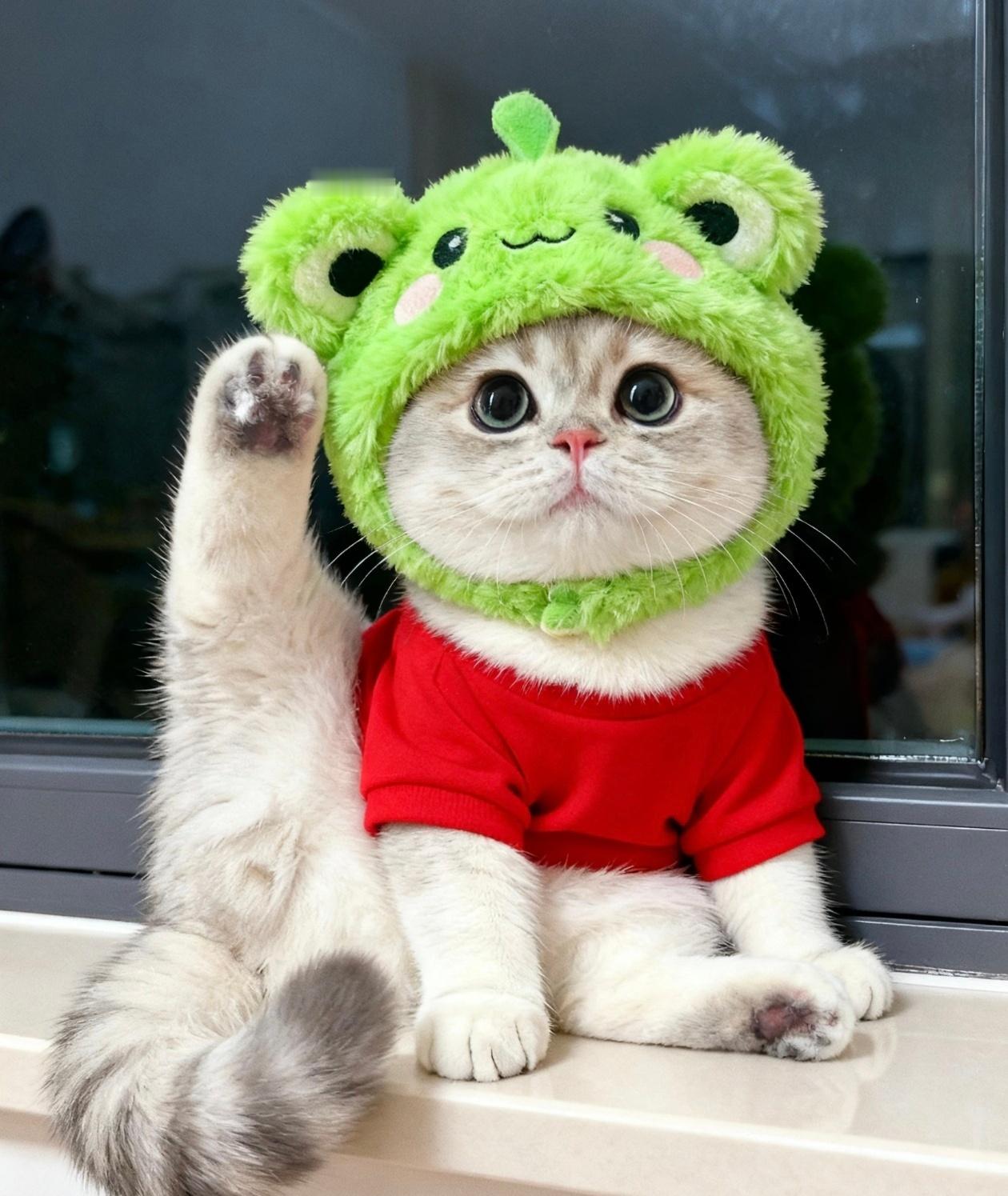 小猫头像，超级可爱 