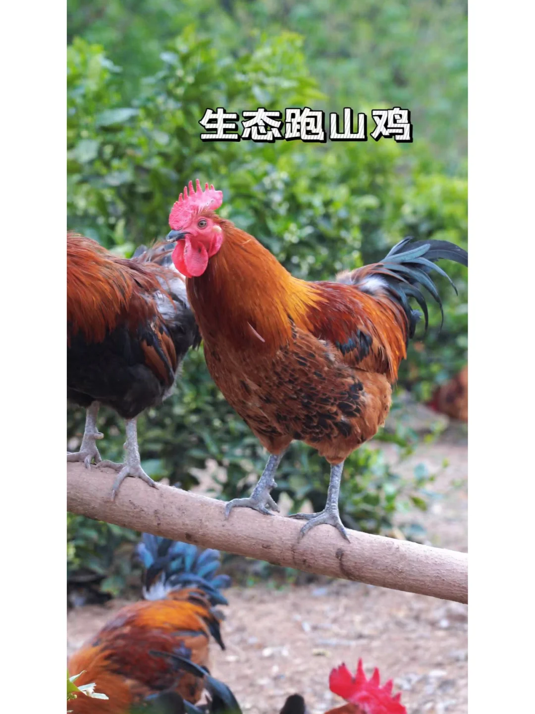 坚持五谷杂粮喂养的三德子土鸡！