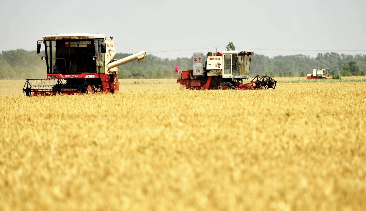 粮稳天下安！“大国粮仓”实现高位增产的丰收密码
广袤田野上，金黄的稻浪随风起伏，